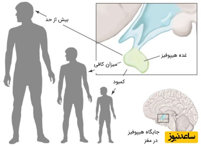ویتامین های موثر در ترشح هورمون رشد