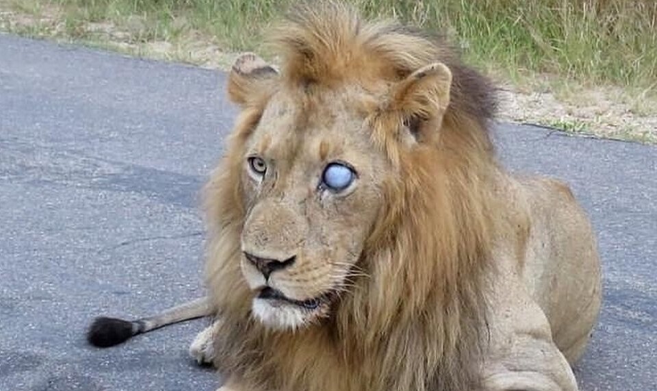 (تصاویر) معمای دو شیر نر یک چشم در حیات وحش آفریقا