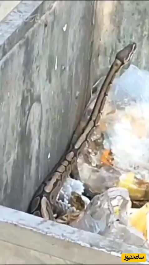 زنده گیری مار پیتون رها شده در سطل زباله شهر آمل +ویدئو