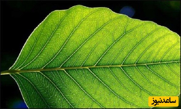 منابع دروس آزمون رشته زیست شناسی گیاهی - فیزیولوژی و ضرایب آن در مقطع دکتری