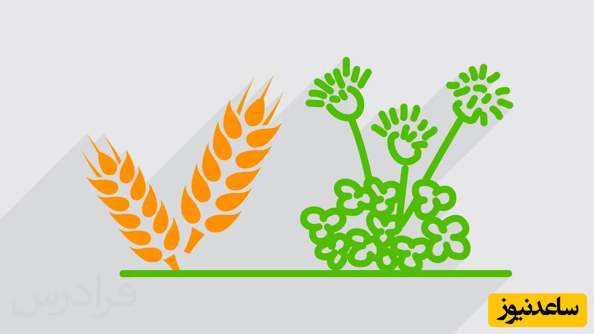 دانلود رایگان دفترچه سوالات و پاسخنامه آزمون  دکتری رشته اگرواکولوژی سال 97