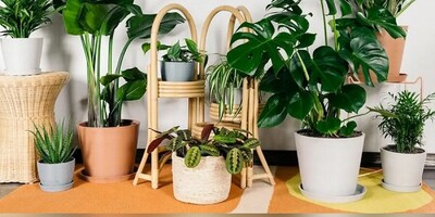 این گیاهان آپارتمانی باعث خنک شدن هوای خونه میشن