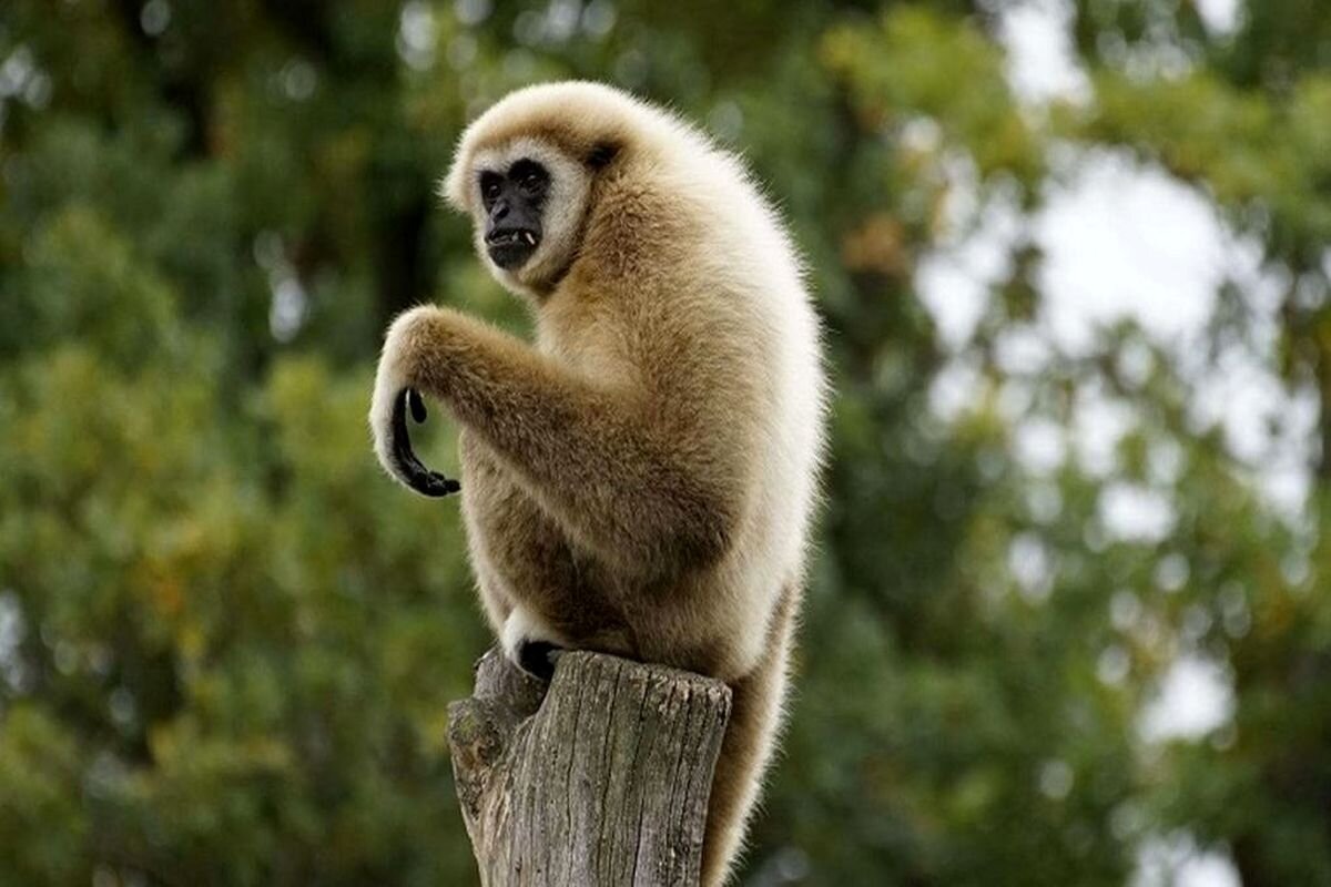 همکاری جالب یک میمون و دو آهو برای غذا خوردن+فیلم