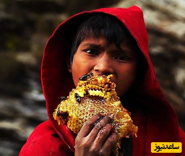 طلای مایع بر دیواره‌های عمودی؛ جنون یا شجاعت در جمع‌آوری عسل وحشی؟