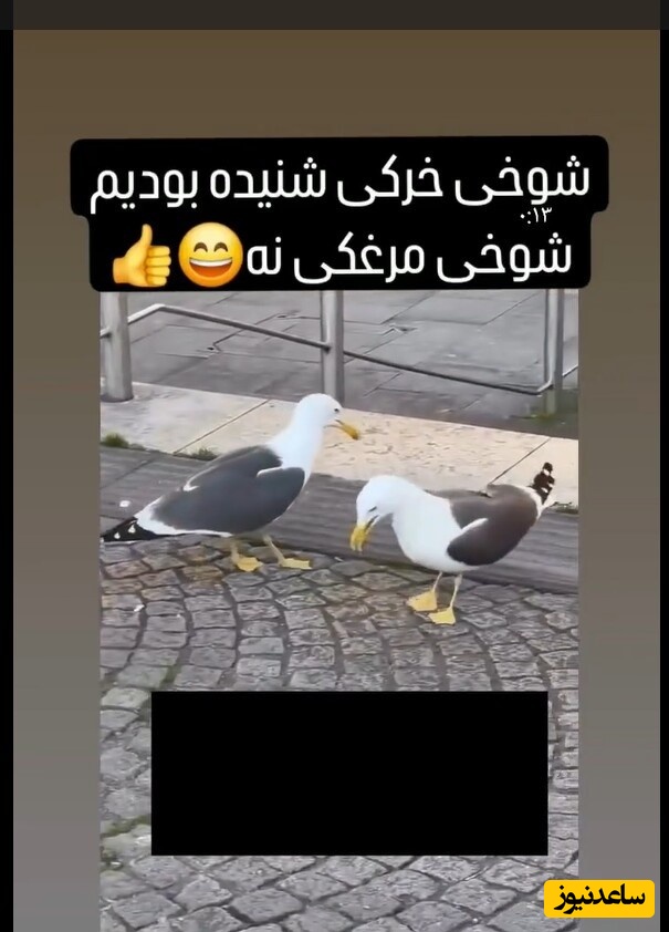 (ویدیو) شوخی خرکی شنیده بودین؟ اینم شوخی مرغکی🤣/ دیدین آخر شوخی واقعا قهقهه کشید!