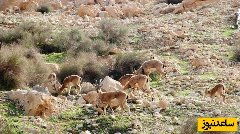 منطقه حفاظت شده چهل پا و میشداغ در خوزستان + فیلم