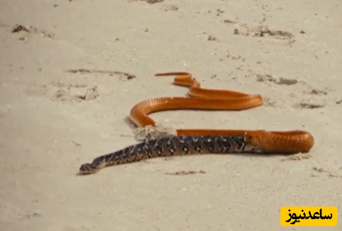 (ویدئو) حیات وحش ؛ مستند حیات وحش حیوانات/ مار خوش‌شانس به لطف نیروی جاذبه از دهان کبرا فرار کرد