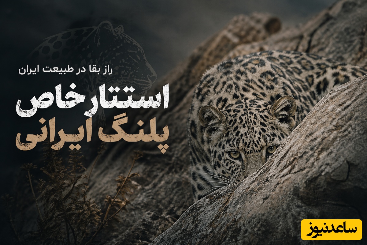 مستند حیات وحش روز | ویدیویی حیرت‌انگیز از ناپدید شدن پلنگ ایرانی در دل طبیعت