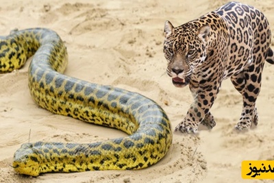 (ویدئو) مستند حیات وحش، راز بقا؛ شکار مار آناکوندا غول آسا توسط جگوار همه چیزخوار