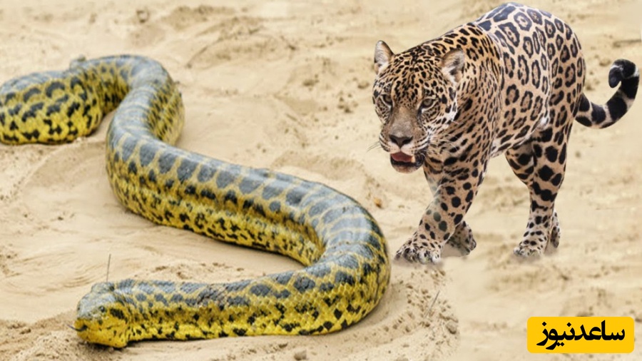 (ویدئو) مستند حیات وحش، راز بقا؛ شکار مار آناکوندا غول آسا توسط جگوار همه چیزخوار