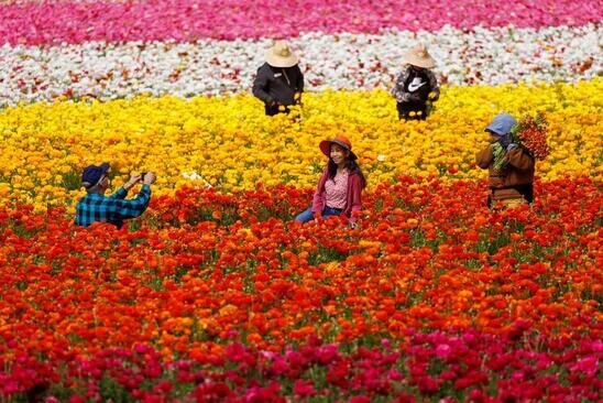 باغ های گل در "کارزفیلد" کالیفرنیا آمریکا/ رویترز