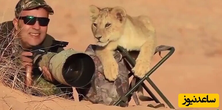 (ویدئو) مستند حیات وحش/ این داستان:  واکنش حیرت‌انگیز یک شیر به حضور یک عکاس در حیات وحش