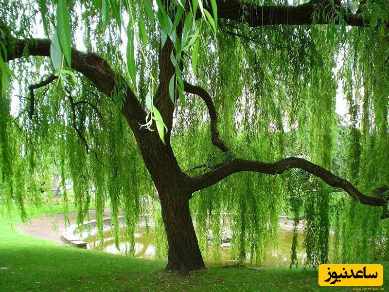 ماجرای جالب درختی که از 125 سال پیش تاکنون در بازداشت است! +عکس