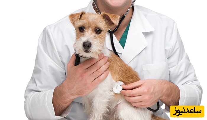 آشنایی با رشته دامپزشکی و بازار کار آن