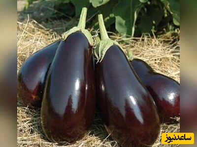 آموزش آشپزی سریع و ساده با بادمجان+ ویدئو