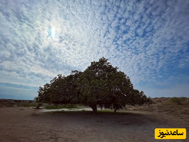 درخت انجیر معابد