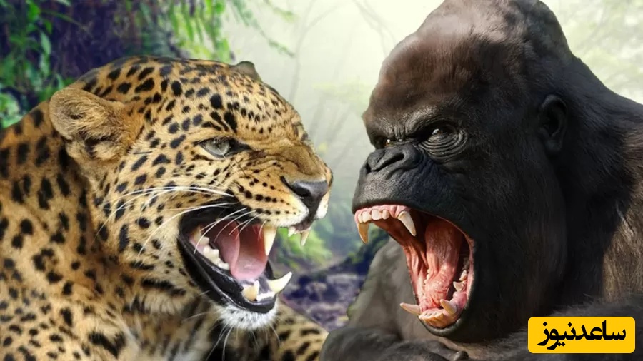 مستند حیوانات/ نبرد نفسگیر پلنگ با گوریل و گورخر