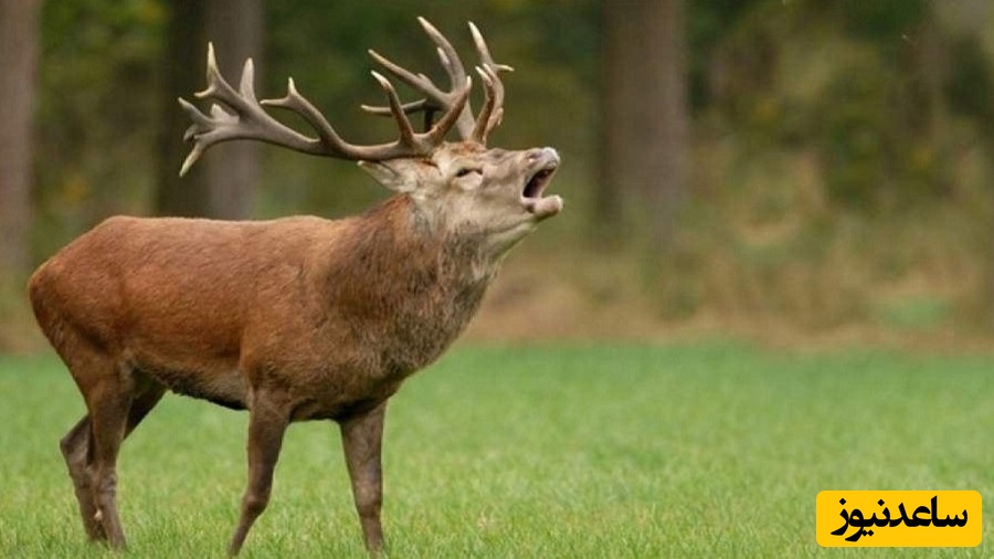 (ویدئو) لحظات جالب ریختن شاخ های گوزن ها را ببینید