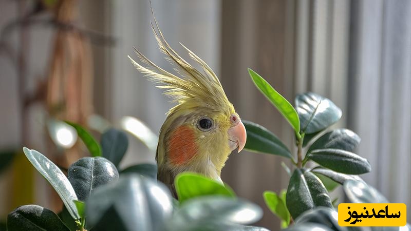 پرندگان و نگهداری از آن‌ها