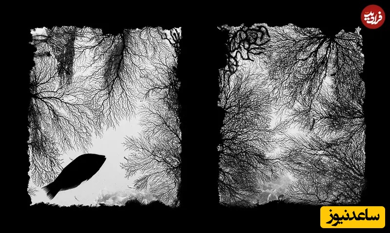 برنده بخش سیاه‌وسفید