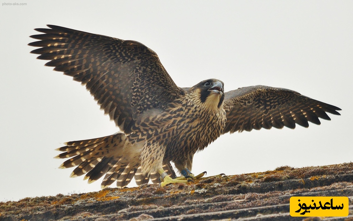 (ویدیو) جنگ قدرت در ارتفاع/ تلاش شاهین برای حفظ شکار در محاصره زاغ‌ها