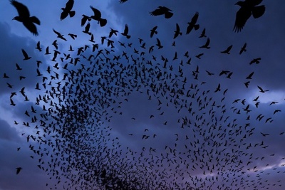 (ویدئو)کلاغ‌ها بر فراز تل‌آویو؛ نشانه شوم یا افشای آمار پنهان تلفات موشکی ایران؟