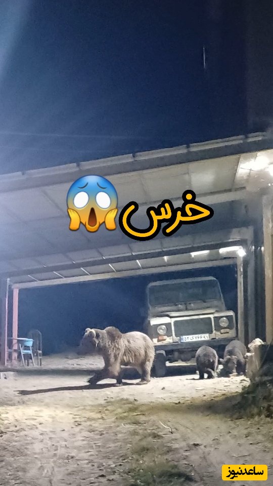 ببینید| لحظه وحشتناک حمله خرس قهوه ای به مردم در اردبیل؛ با خرس هم شوخی!