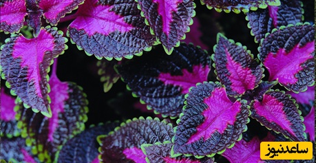 گل حسن یوسف