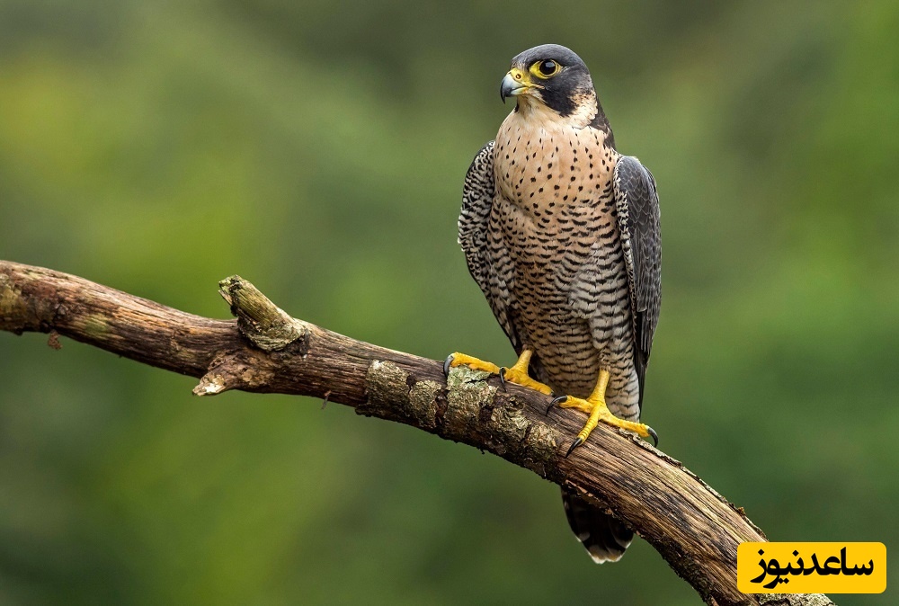 دیدن شاهین در خواب چه تعبیری دارد؟ / تعبیر خواب شاهین