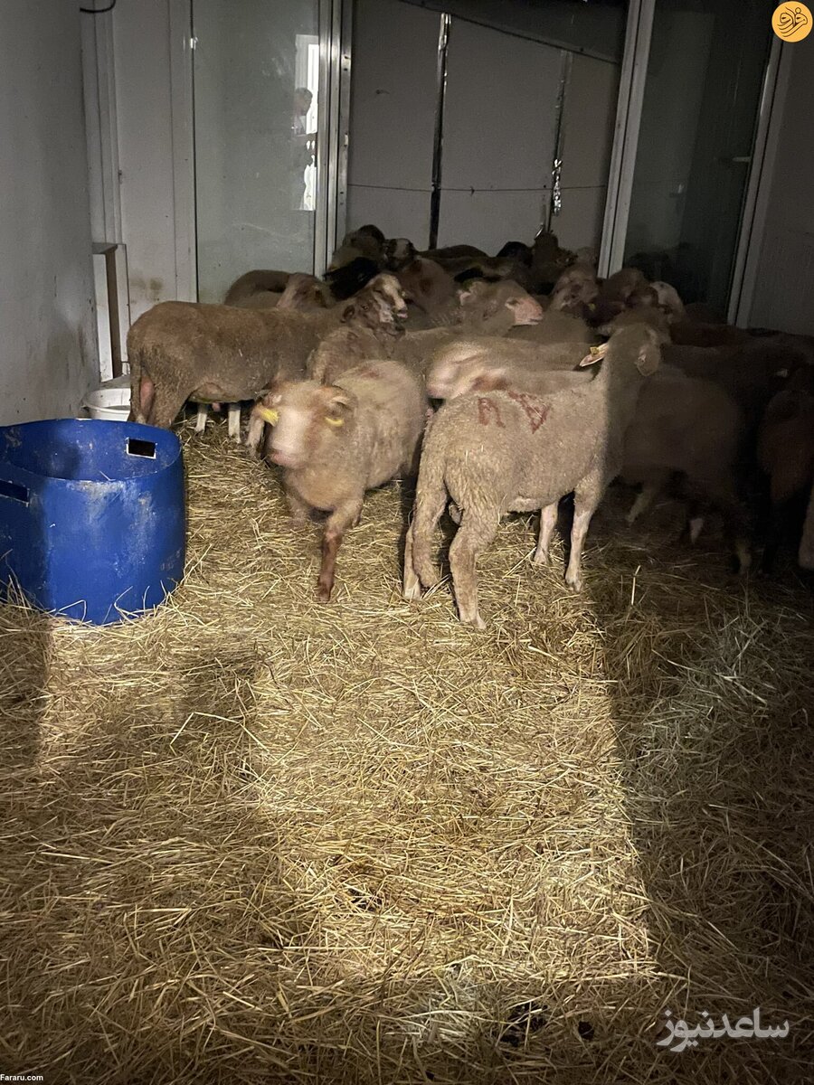 40 گوسفند در آپارتمان