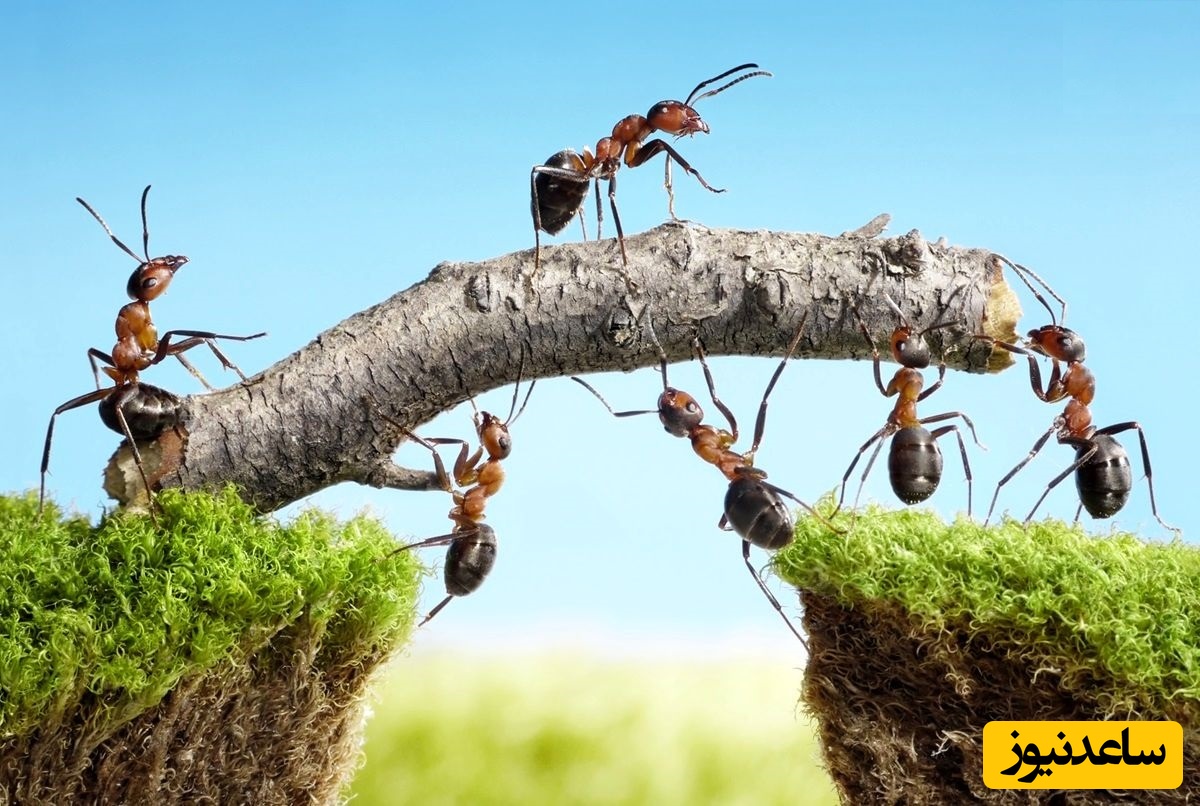 درس زندگی با مهارت حل مسئله‌ی مورچه‌ها / قدرت جمع رو دست‌کم نگیرید؛ مورچه‌ها نشون دادند به جثه و قدرت نیست + فیلم