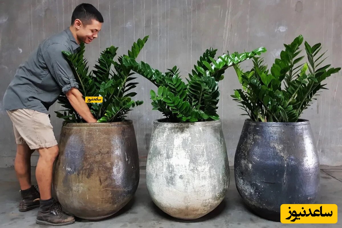 معرفی 3 گیاه آپارتمانی که هر چشمی را مجذوب خودش می‌کند.