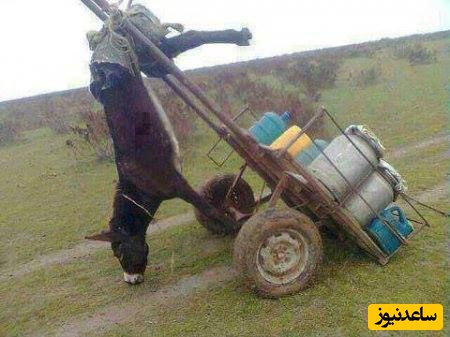 حمل بار با الاغ