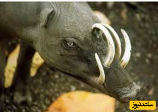 ببینید| خوک آهو؛ حیوان عجیب و نادری که می تواند خود را زخمی کند!