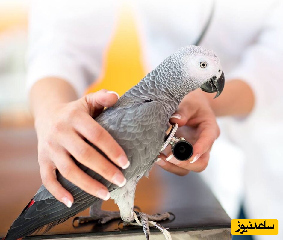 دانلود رایگان دفترچه سوالات و پاسخنامه آزمون دکتری رشته بهداشت و بیماری های پرندگان سال 97