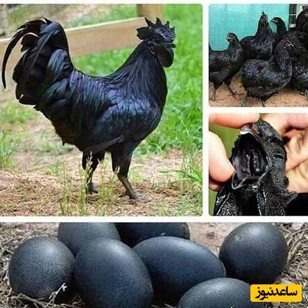 مرغ سیاه