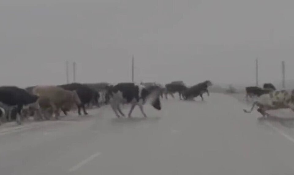 (ویدئو) لیز خوردن گاوها روی جاده یخ‌زده