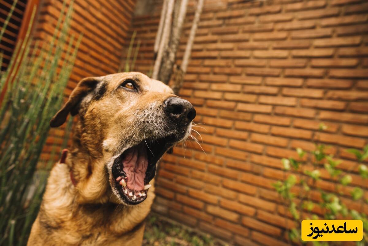 دیدن پارس سگ در خواب چه تعبیری دارد؟ / تعبیر خواب پارس سگ + فیلم