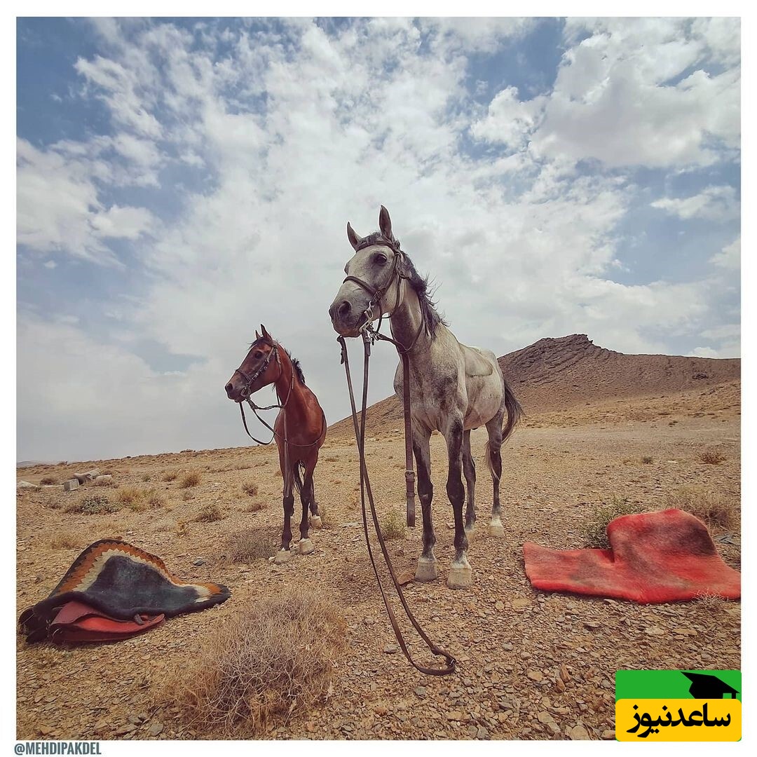 عکاسی مهدی پاکدل