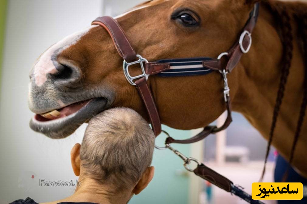 ویدیو/ پیو؛ تنها اسبِ پزشکِ جهان که مجوز ورود به بیمارستان بیمارن سرطانی را دارد