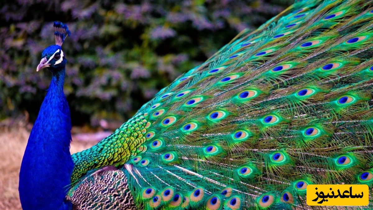 دیدن طاووس در خواب چه تعبیری دارد؟/ تعبیر خواب طاووس