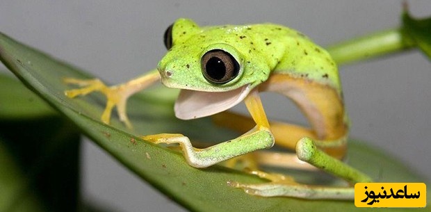 دیدن وزغ در خواب چه تعبیری دارد؟ / تعبیر خواب وزغ