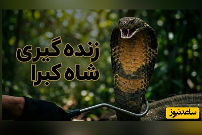 (ویدئو) مستند حیات وحش حیوانات/ ماجرای امروز راز بقا: زنده‌گیری هولناک و نفس‌گیر مار کبری