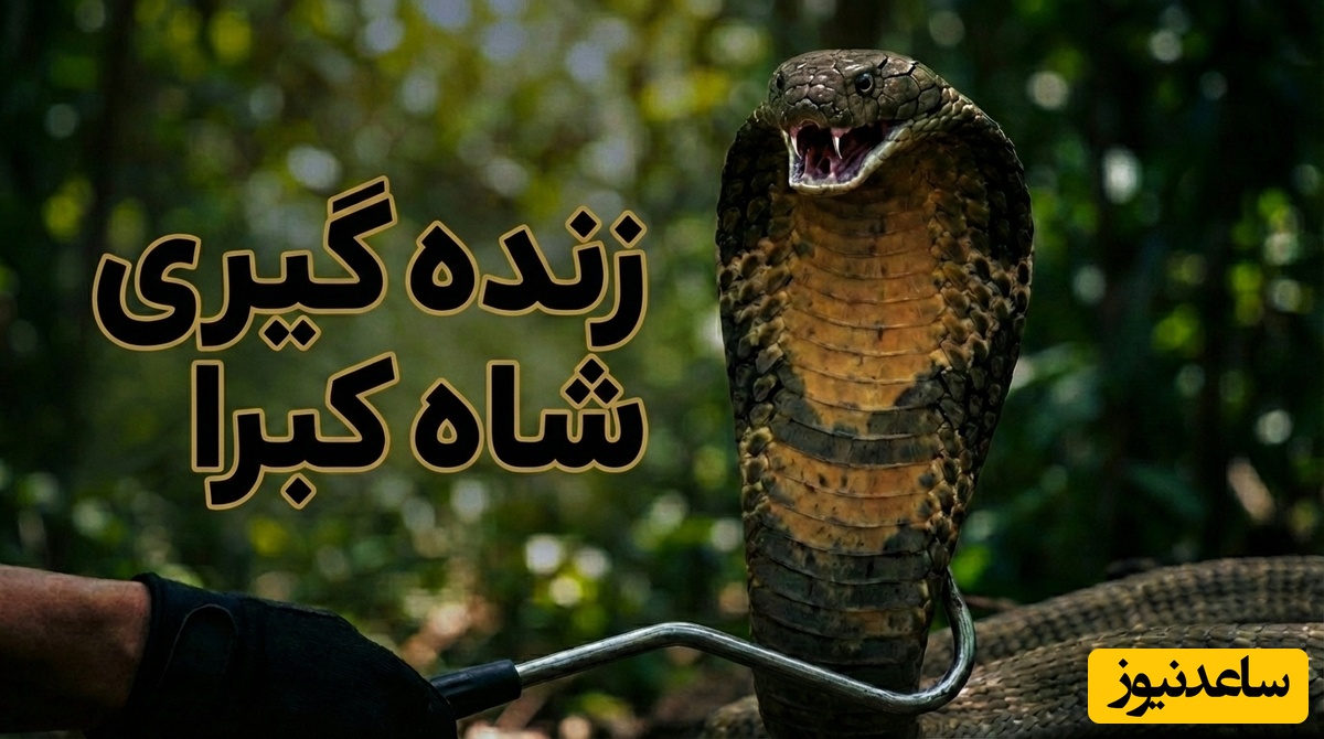 (ویدئو) مستند حیات وحش حیوانات/ ماجرای امروز راز بقا: زنده‌گیری هولناک و نفس‌گیر مار کبری