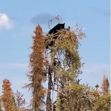 لحظه باورنکردنی شکار یک عقاب توسط خرس گرسنه در نوک درخت!+ فیلم