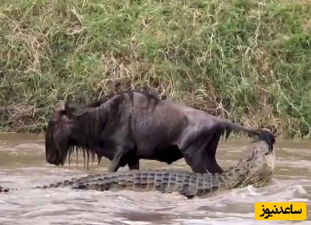 (ویدئو) حیات وحش ؛ مستند حیات وحش حیوانات /کل یالدار بدشانس از دست یک تمساح فرار کرد و در دام تمساح دیگری افتاد!