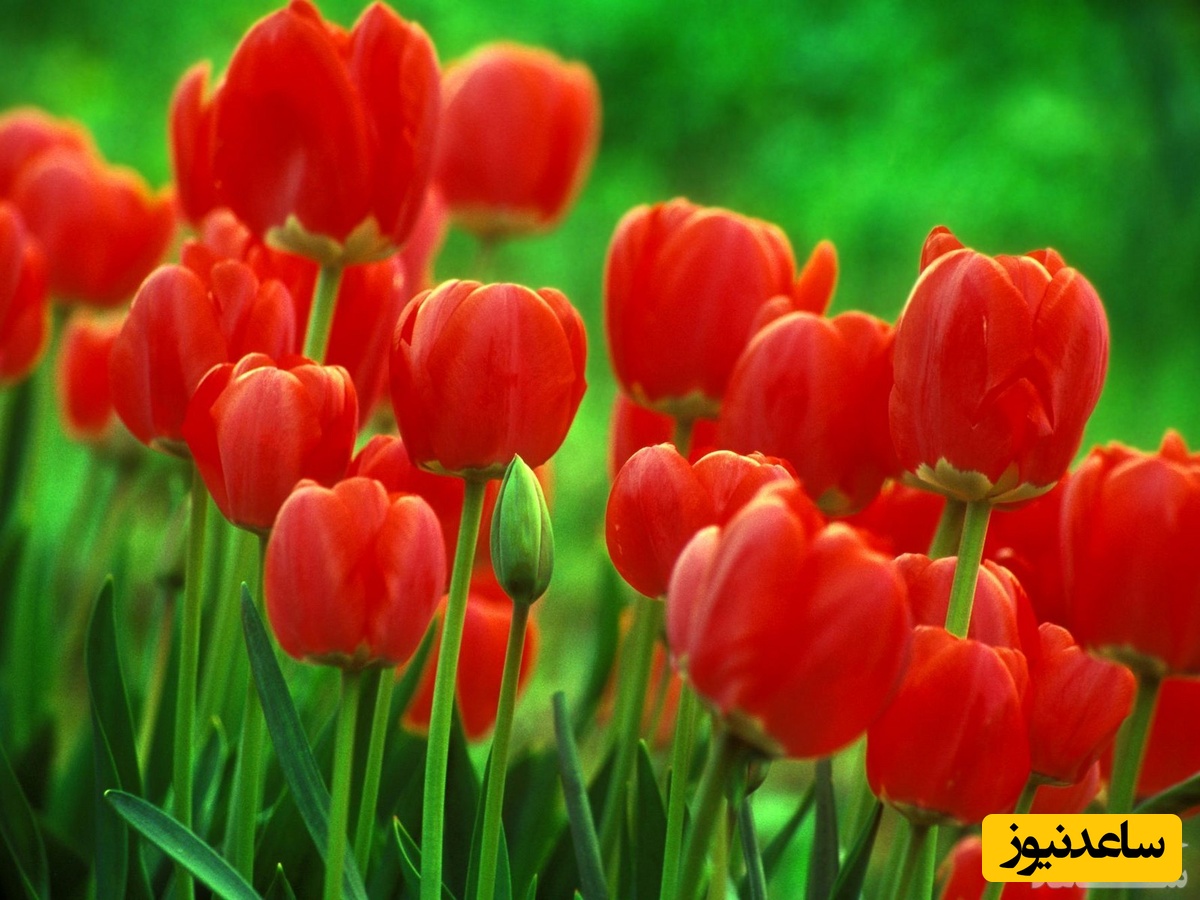 دیدن لاله در خواب چه تعبیری دارد؟ / تعبیر خواب لاله