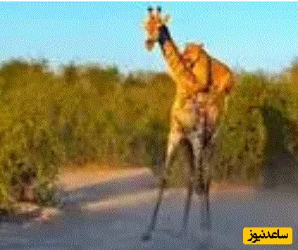 (ویدئو) مستند حیات وحش حیوانات/دو شیر موفق به زمین‌زدن زرافه شدند
