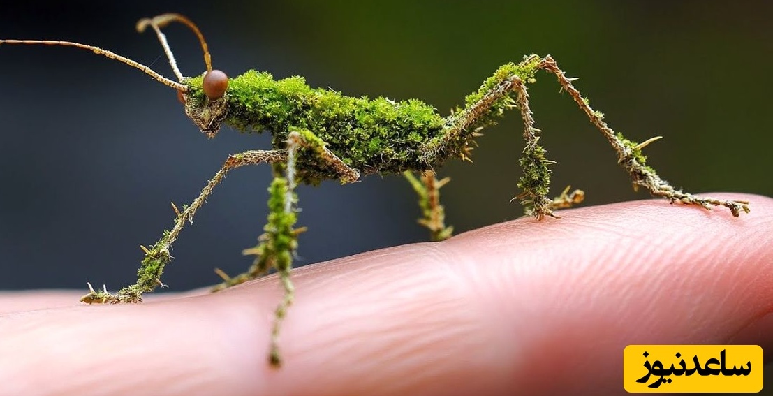 10 نمونه شگفت‌انگیز از جانورانی که شبیه گیاهان هستند