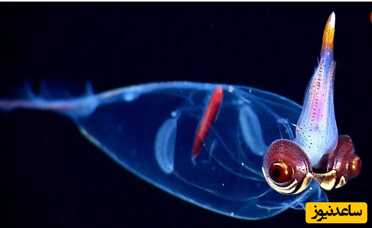 ببینید| 10 نمونه از زیباترین ماهی‌های مرکب در جهان